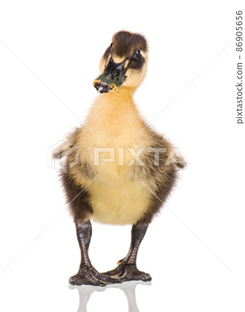 Cute newborn duckling Cute newborn duckling 86905656