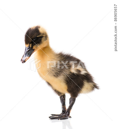 Cute newborn duckling Cute newborn duckling 86905657