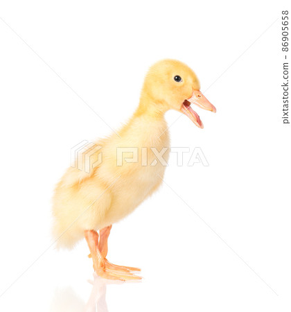 Cute newborn duckling Cute newborn duckling 86905658