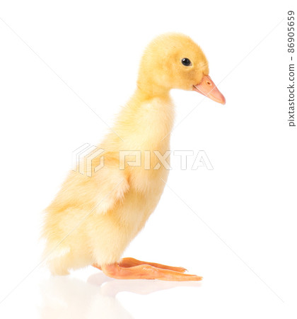 Cute newborn duckling Cute newborn duckling 86905659