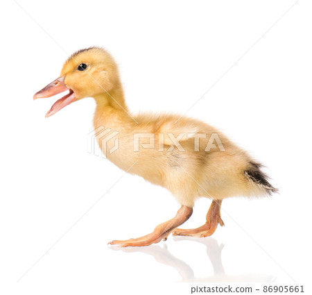 Cute newborn duckling Cute newborn duckling 86905661