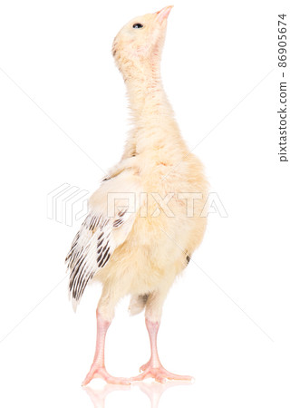 Little chicken turkey Little chicken turkey 86905674