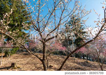 修善寺梅林盛開的白梅和紅梅花的早春形象 修善寺梅林盛開的白梅和紅梅花的早春形象 86905799