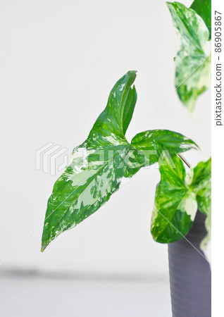 Syngonium podophyllum, Arrowhead Vine or Goosefoot Plant or Araceae 86905867