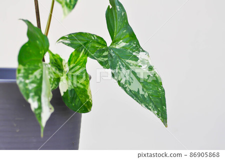 Syngonium podophyllum, Arrowhead Vine or Goosefoot Plant or Araceae 86905868