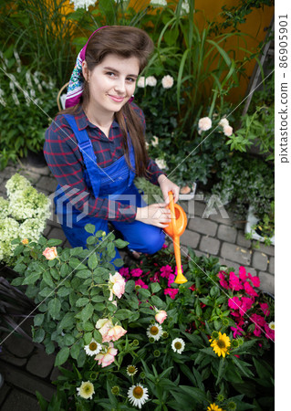 A saleswoman kneels and waters flowering asters seedlings. She smiles. A saleswoman kneels and waters flowering asters seedlings. She smiles. 86905901