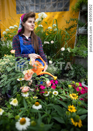 A saleswoman kneels and waters flowering asters seedlings. She smiles. A saleswoman kneels and waters flowering asters seedlings. She smiles. 86905902