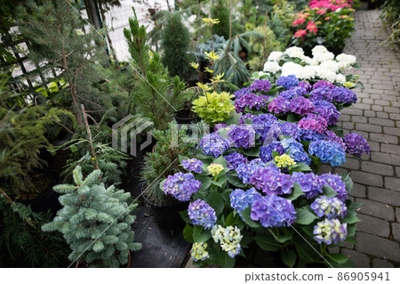 Purple hydrangea flowers in cuttings at the garden store. Flowering plant. 86905941