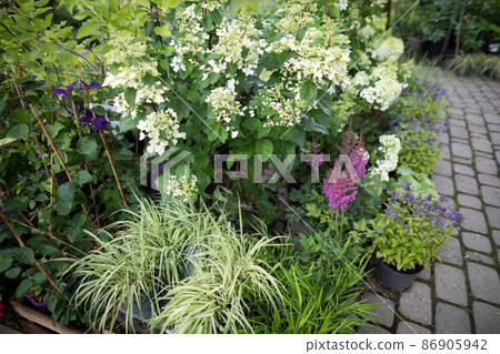 White hydrangea flowers in cuttings at the garden store. Flowering plant. 86905942