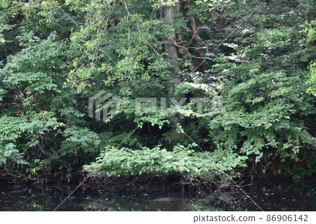 沼澤之上的壯麗森林景觀 86906142