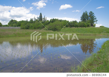 初夏稻田 初夏稻田 86906144