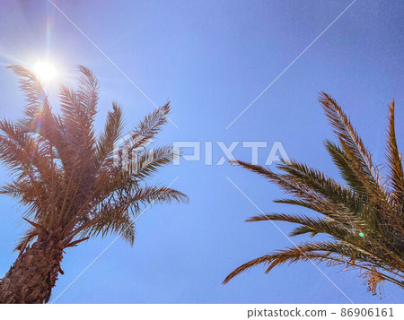palm trees against a blue bright sky. green plants with large leaves to provide shade in a hot country. tropical palm. palm trees against the backdrop of the sun. seaside resort 86906161