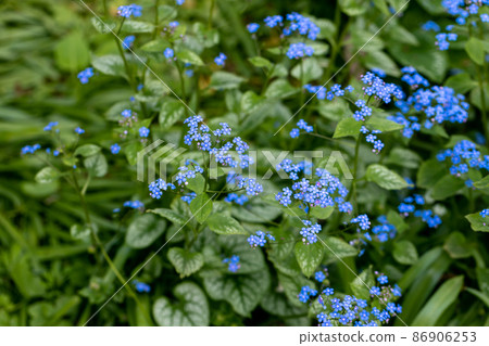 Brunnera macrophylla. Large green leaves and inflorescences with small blue flowers have formed continuous thickets. 86906253