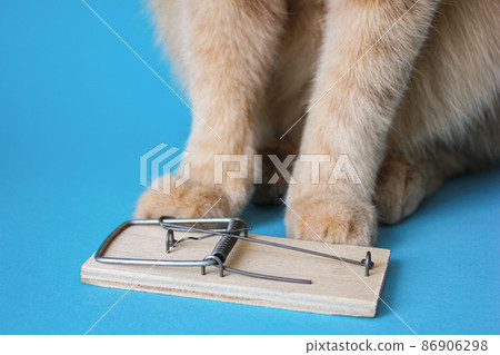 Paws of a red cat sitting near a mousetrap. 86906298