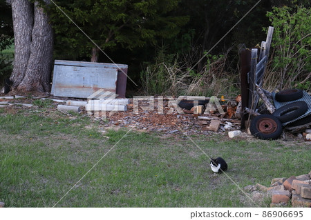 Beef pattern cat on a ranch in the Tokachi region of Hokkaido Beef pattern cat on a ranch in the Tokachi region of Hokkaido 86906695