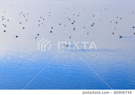 藍湖和許多水禽在冬天的早晨 藍湖和許多水禽在冬天的早晨 86906748