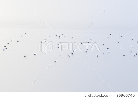 冬日早晨,山中湖的美景,許多水禽游泳 冬日早晨,山中湖的美景,許多水禽游泳 86906749