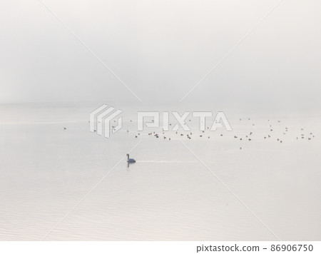 Fantastic scenery of Lake Yamanaka on a winter morning with swans and many waterfowl 86906750