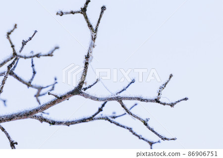 Tree branches in Yamanashi prefecture covered with snowflakes on a cold morning Tree branches in Yamanashi prefecture covered with snowflakes on a cold morning 86906751