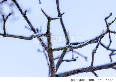 雪花覆蓋的山梨樹枝 86906752