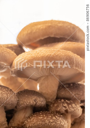 Cultivation of delicious shiitake mushrooms 86906756