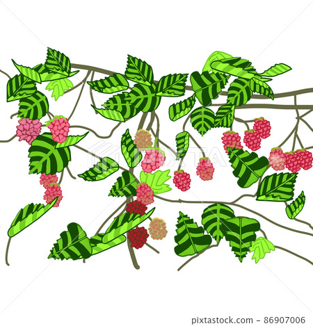 Wild Berry Wild Berry 86907006