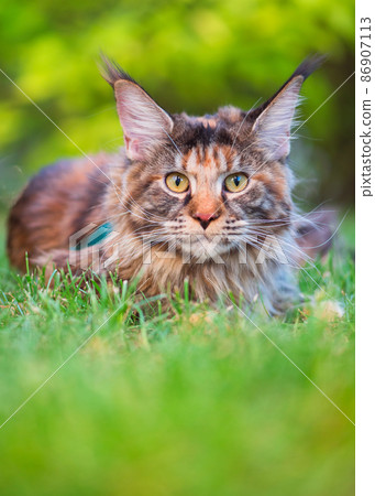 Maine Coon on grass in garden 86907113