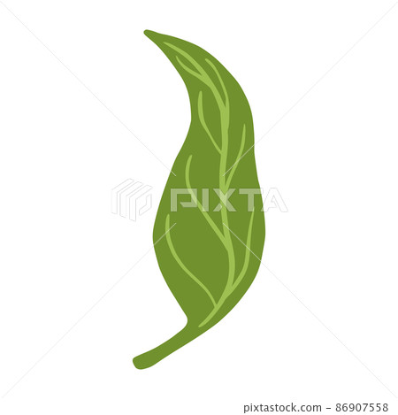 Hand drawn leaves. Floral leaf element Hand drawn leaves. Floral leaf element 86907558