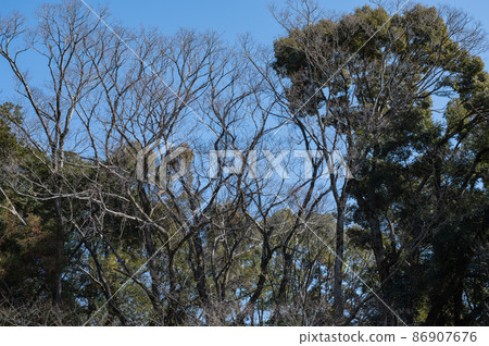 冬天樹和藍天 86907676