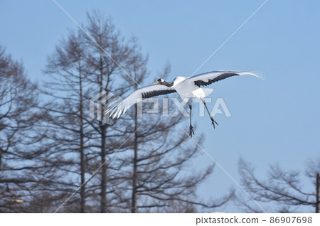 Red-crowned crane flying under the blue sky (Tsurui, Hokkaido) Red-crowned crane flying under the blue sky (Tsurui, Hokkaido) 86907698