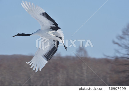 Flight form of cranes (Hokkaido, Tsurui) Flight form of cranes (Hokkaido, Tsurui) 86907699