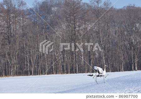 Dancing of cranes (Hokkaido, Tsurui) Dancing of cranes (Hokkaido, Tsurui) 86907700