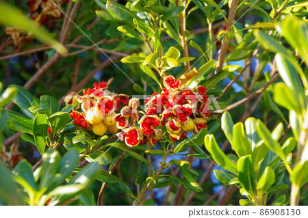 托貝拉果實和種子 86908130