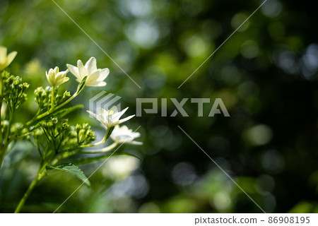 Hydrangea that began to bloom Hydrangea that began to bloom 86908195