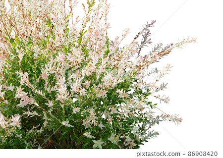 White flower bush isolated on white background 86908420