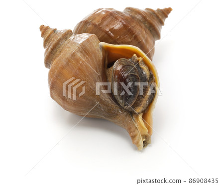 Whelk shell (Atsuezobora) Whelk shell (Atsuezobora) 86908435