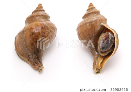 Whelk shell (Atsuezobora) 86908436