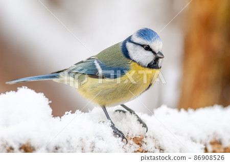 Blue tit in the snowy forest in winters.(Cyanistes caeruleus). 86908526