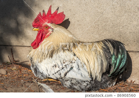 Portrait of a rooster in a chicken coop. Portrait of a rooster in a chicken coop. 86908560