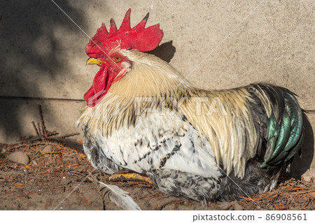 Portrait of a rooster in a chicken coop. 86908561