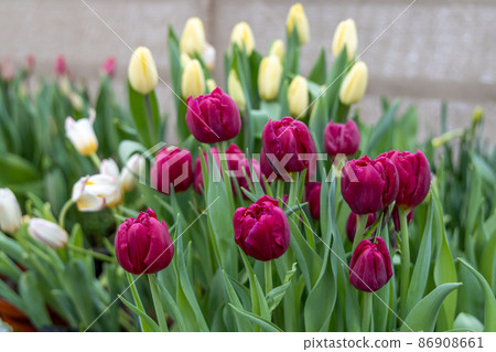 Moscow, Russia. Spring flowers on exhibition in the Botanic Gardens of Moscow State University The Apothecaries garden 86908661