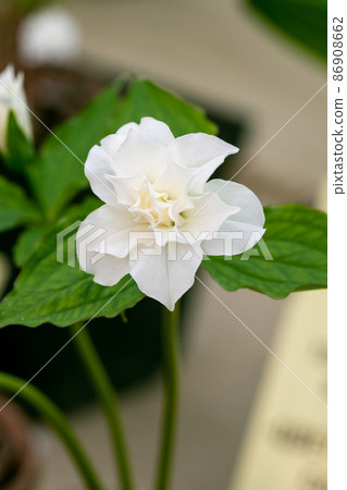 Trillium grandiflorum Snowbunting blossoms in the garden in spring Trillium grandiflorum Snowbunting blossoms in the garden in spring 86908662