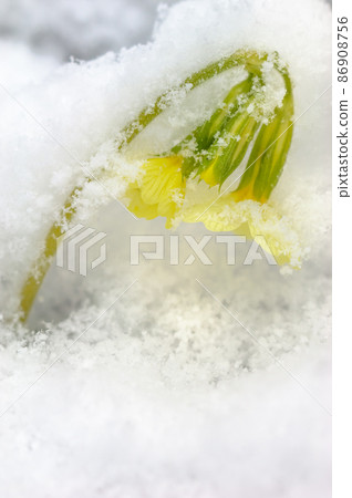 Primrose flower covered with snow in early spring. Primrose flower covered with snow in early spring. 86908756