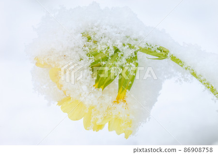 Primrose flower covered with snow in early spring. Primrose flower covered with snow in early spring. 86908758