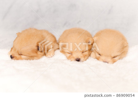 Three sweet sleeping puppies of pomeranian spitz breed dog. Front view 86909054