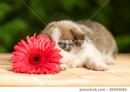 Shy funny little puppy of pembroke welsh corgi breed dog lying outdoors behind pink flower 86909060