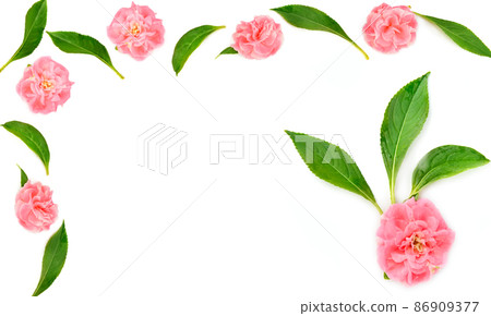 Balsam flowers isolated on white . Pattern in the form of a frame with place for text. 86909377
