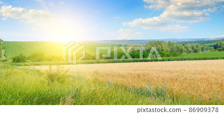 wheat field and bright sun over the horizon. Wide photo. wheat field and bright sun over the horizon. Wide photo. 86909378
