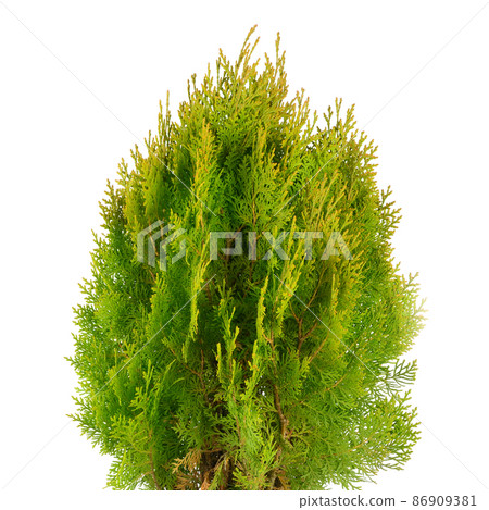Thuja garden bush in a pot isolated on white 86909381