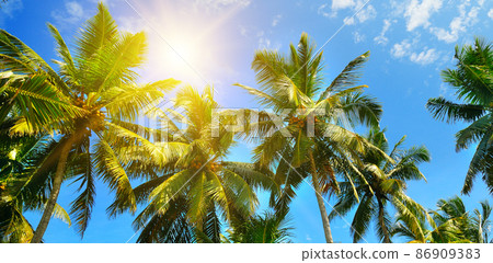 Coconut palms and sun on the blue sky . Wide photo. Travel and vacation concept 86909383